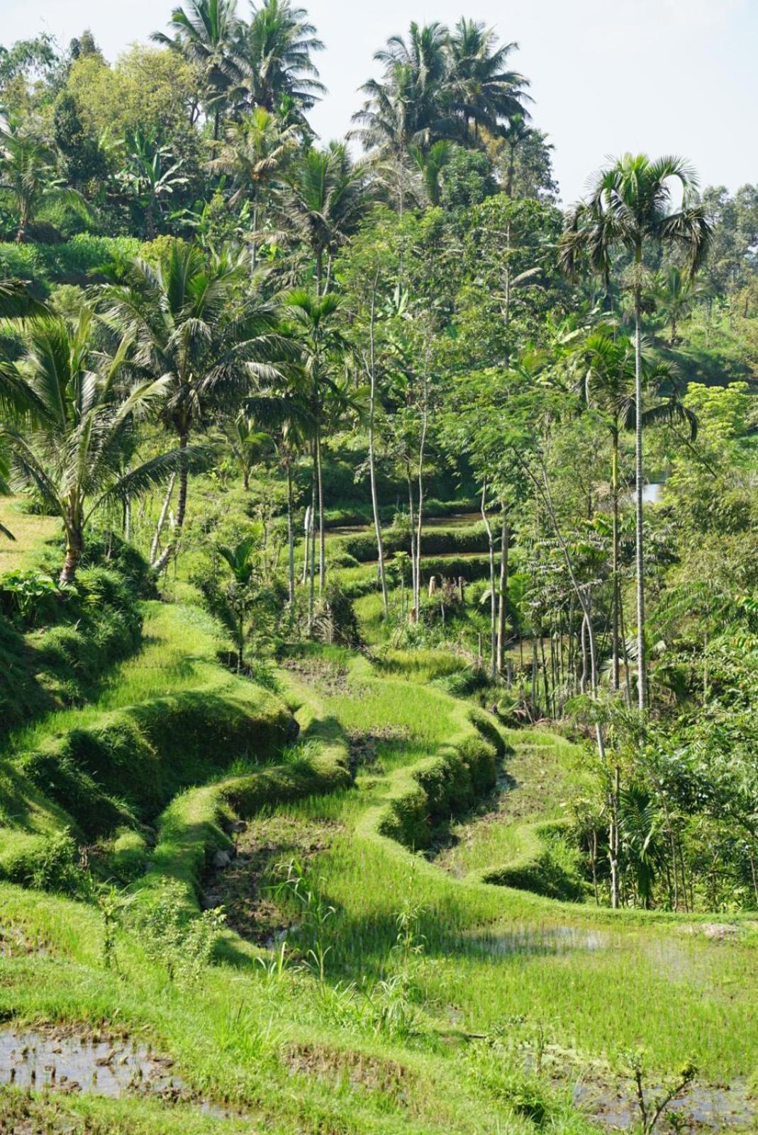 Tetebatu Indah Homestay Екстериор снимка
