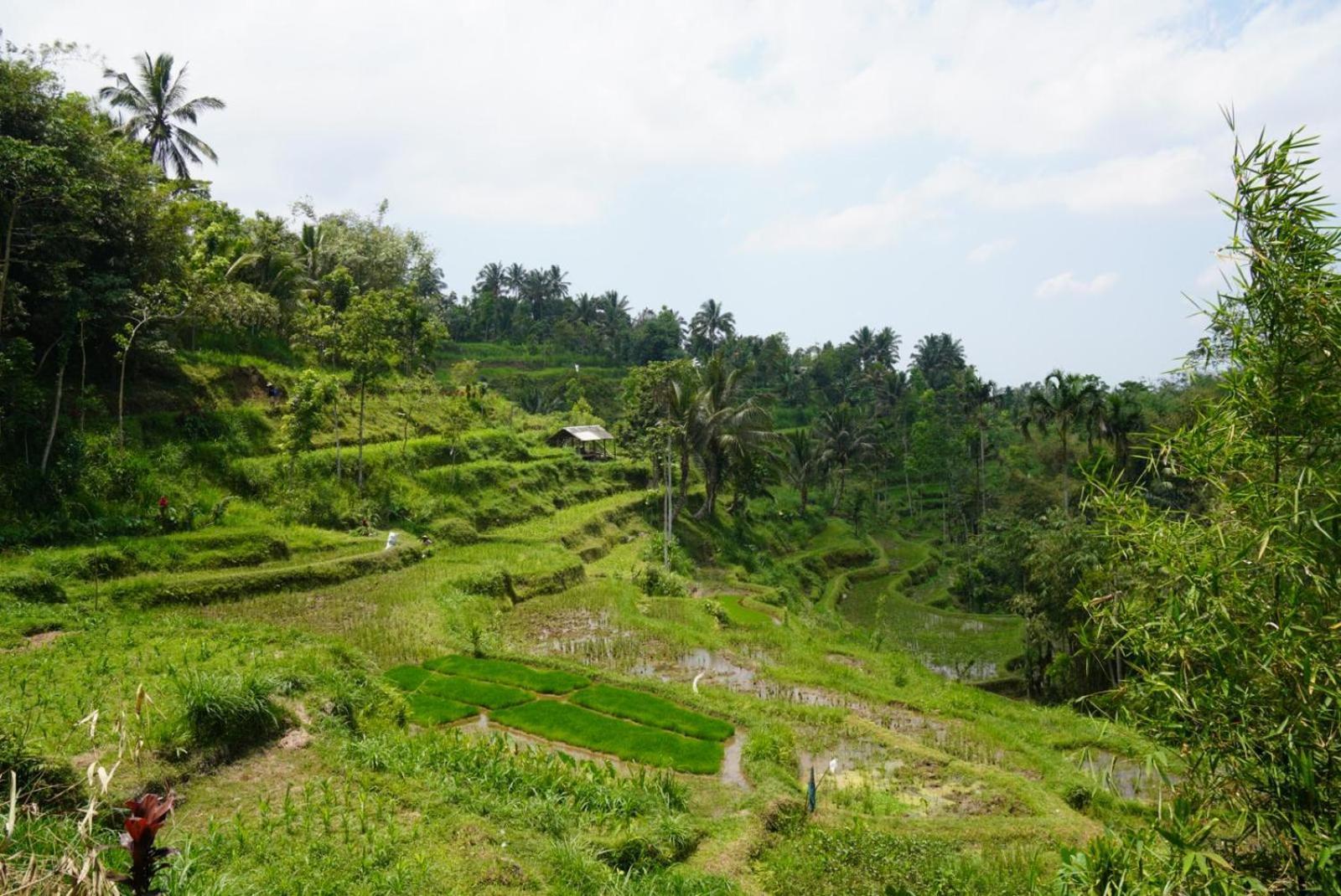 Tetebatu Indah Homestay Екстериор снимка