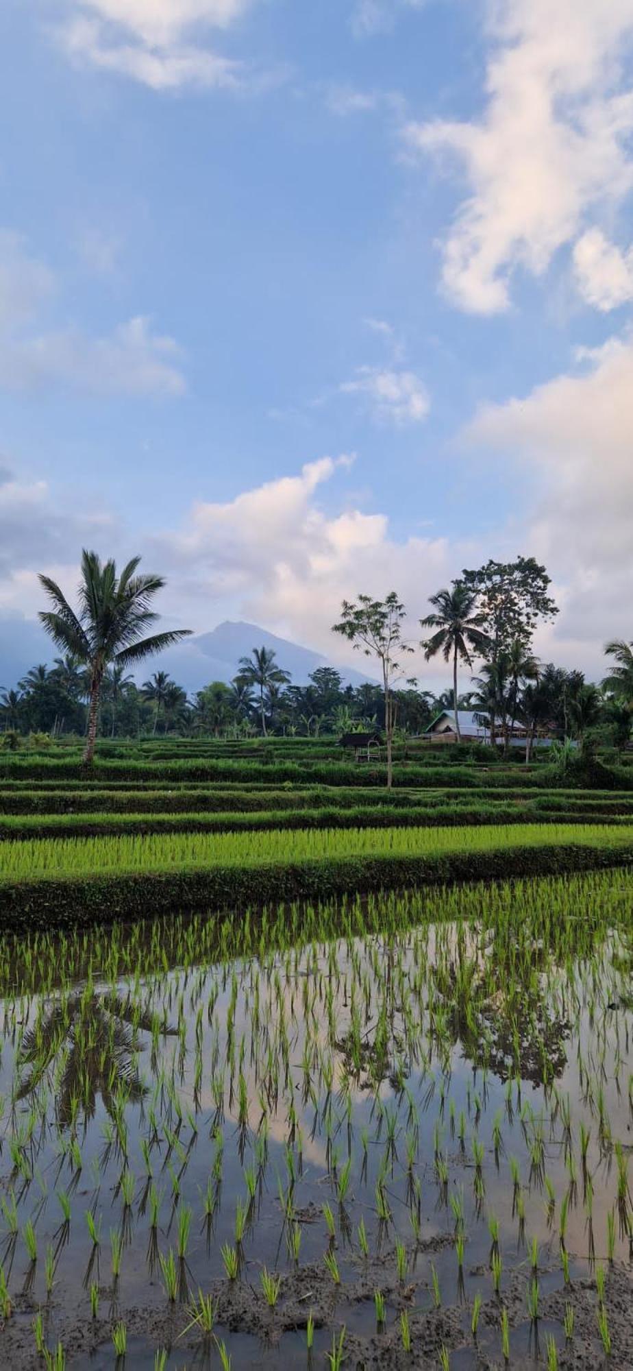 Tetebatu Indah Homestay Екстериор снимка