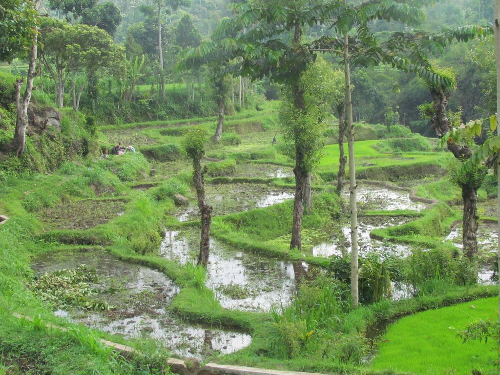 Tetebatu Indah Homestay Екстериор снимка